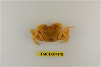 藏品(太魯閣澤蟹)的圖片